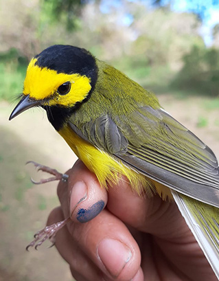 Hooded Warbler