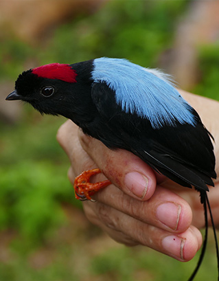 Long-tailed Manakin