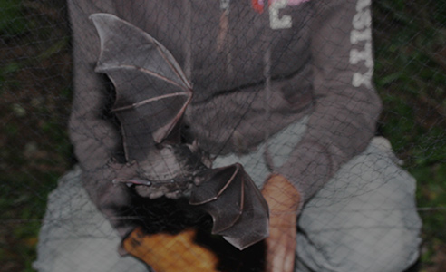 e) Mist-netting for Bats